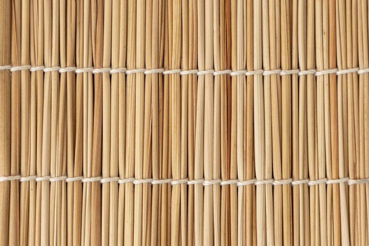 Coaster / Shell ginger / Taketomi island-JPN 230611-1