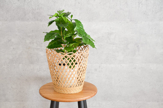 Open Weave Basket / Nypa Palm / THA 3115304-1
