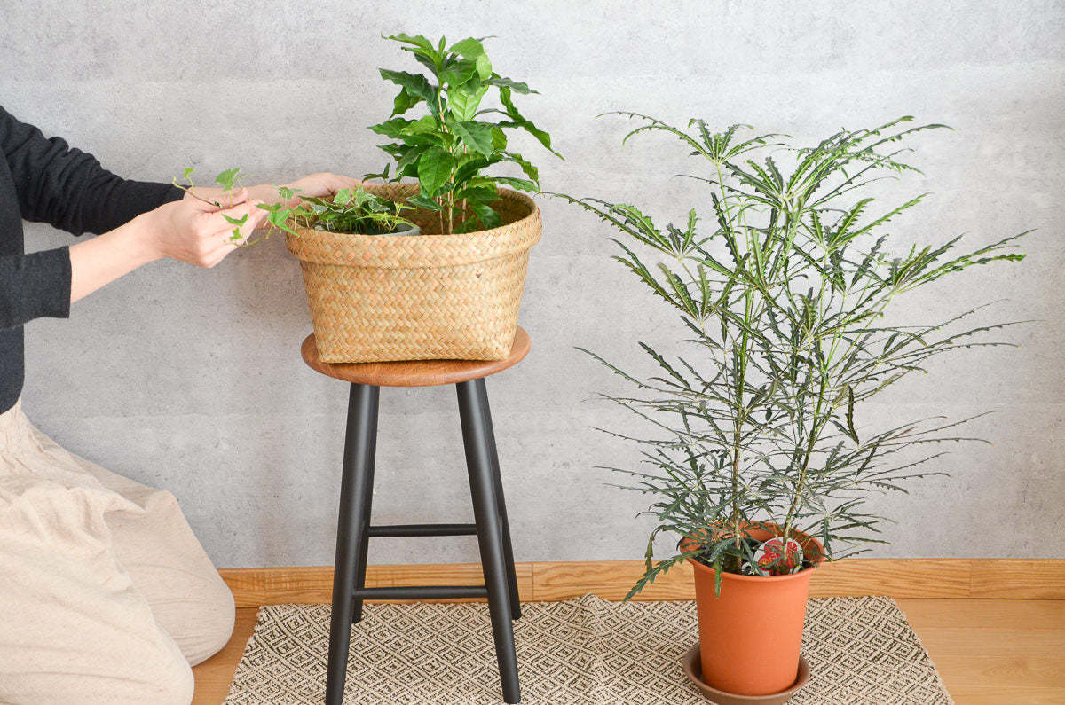 Round Basket / Krajood Grass / THA 3115124