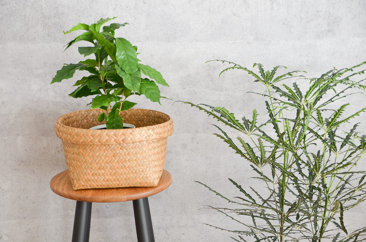 Round Basket / Krajood Grass / THA 3115124