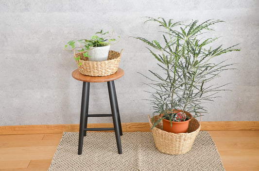 Stock Basket / Kok Grass / THA 3115416