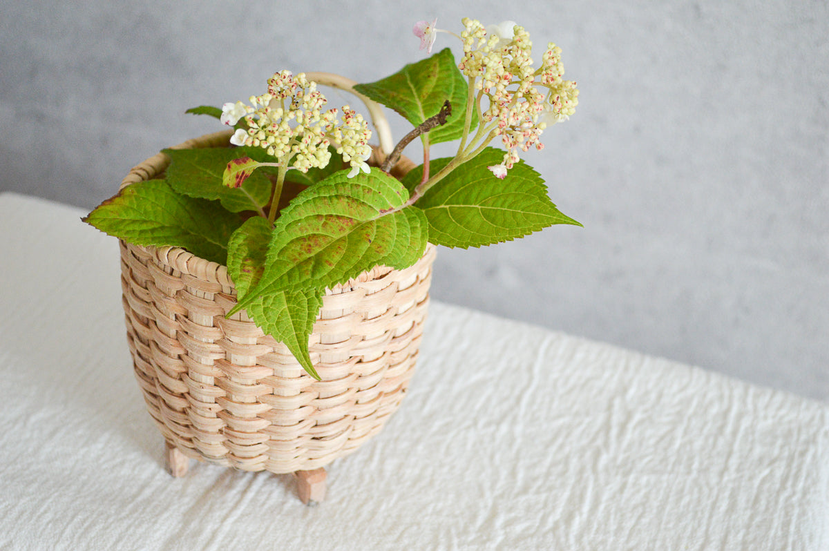 “Zogata” Basket / Pine Root / POL 340206