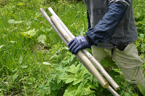 Gathering Materials — Sawagurumi Bark from Iwate, Part 1