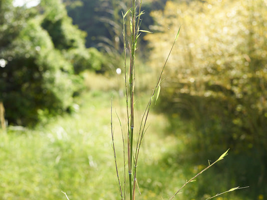 Young black bamboo growing in a bamboo grove in Wakayama, its slender green stems and leaves catching the sunlight / 和歌山の竹林で育つ若い黒竹。細く伸びた緑色の茎や葉に太陽の光が差し込む様子