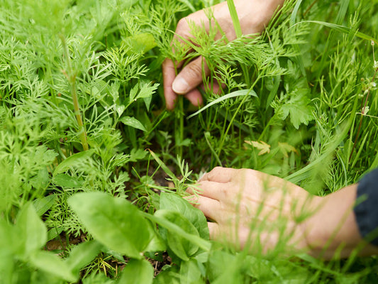 Noriko Yoshida tending to vegetables growing among weeds in the garden at Yoshida Takemono in Oita, Japan. / 大分県の吉田竹物の畑で、雑草の間に育つ野菜を手入れする吉田紀子さん。