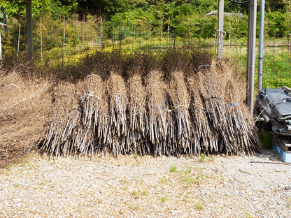 [Direct Shipping from Wakayama / Business Addresses Only / Japan Only] Black Bamboo “Nagaho” & “Futo-Nagaho” – Approx. 220 cm (86.61") / 18 kg (39.68 lb), 2 Types / Wakayama-JPN 211331