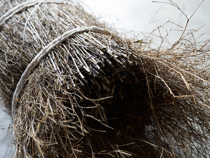 [Direct Shipping from Wakayama / Business Addresses Only / Japan Only] Black Bamboo “Kuroho” / Wakayama-JPN 211332-1