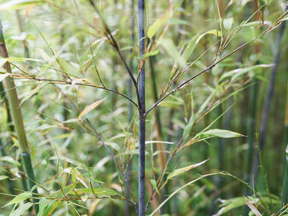 [Direct Shipping from Wakayama / Japan Only] Black Bamboo Leaves – 100 g (3.53 oz) / Wakayama-JPN 211342-1