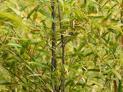 [Direct Shipping from Wakayama / Business Addresses Only / Japan Only] Black Bamboo “Kuroho” / Wakayama-JPN 211332-1