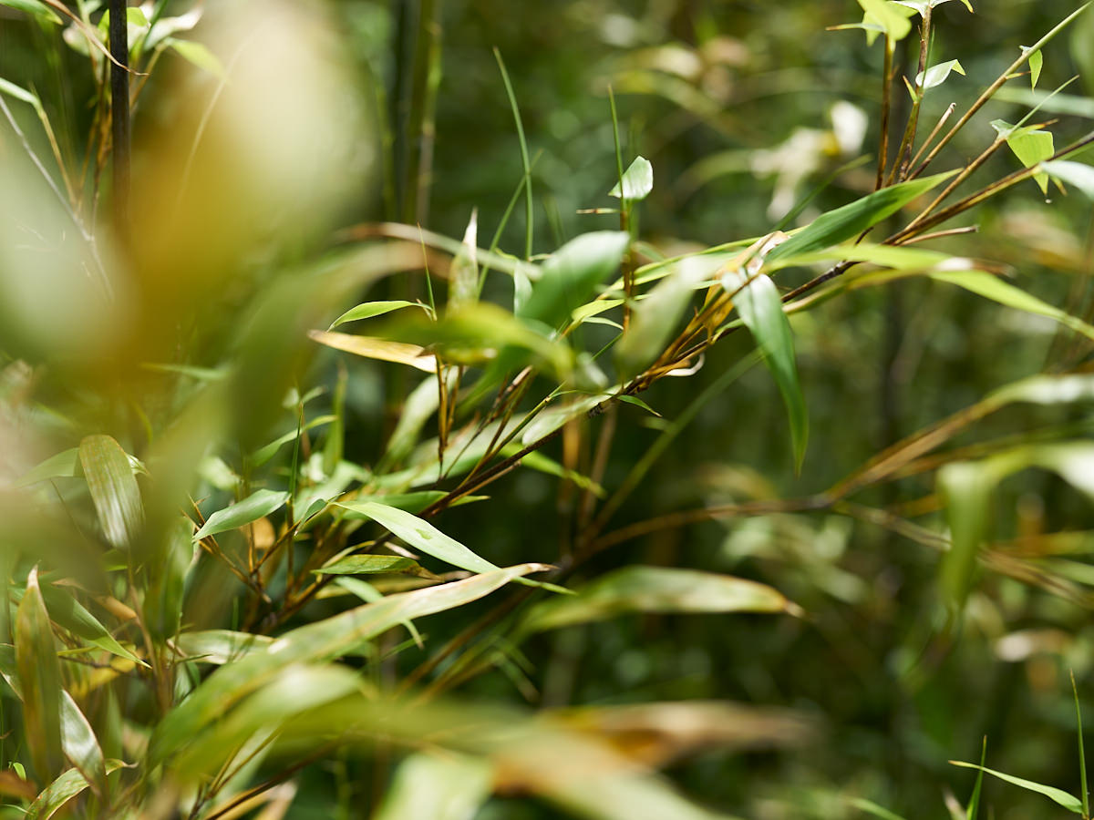 [Direct Shipping from Wakayama / Business Addresses Only / Japan Only] Black Bamboo “Kuroho” / Wakayama-JPN 211332-1