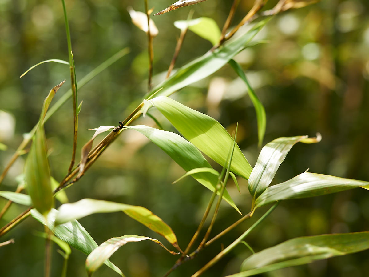 [Direct Shipping from Wakayama / Business Addresses Only / Japan Only] Black Bamboo “Kuroho” / Wakayama-JPN 211332-1