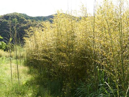 [Direct Shipping from Wakayama / Business Addresses Only / Japan Only] Black Bamboo “Kuroho” / Wakayama-JPN 211332-1
