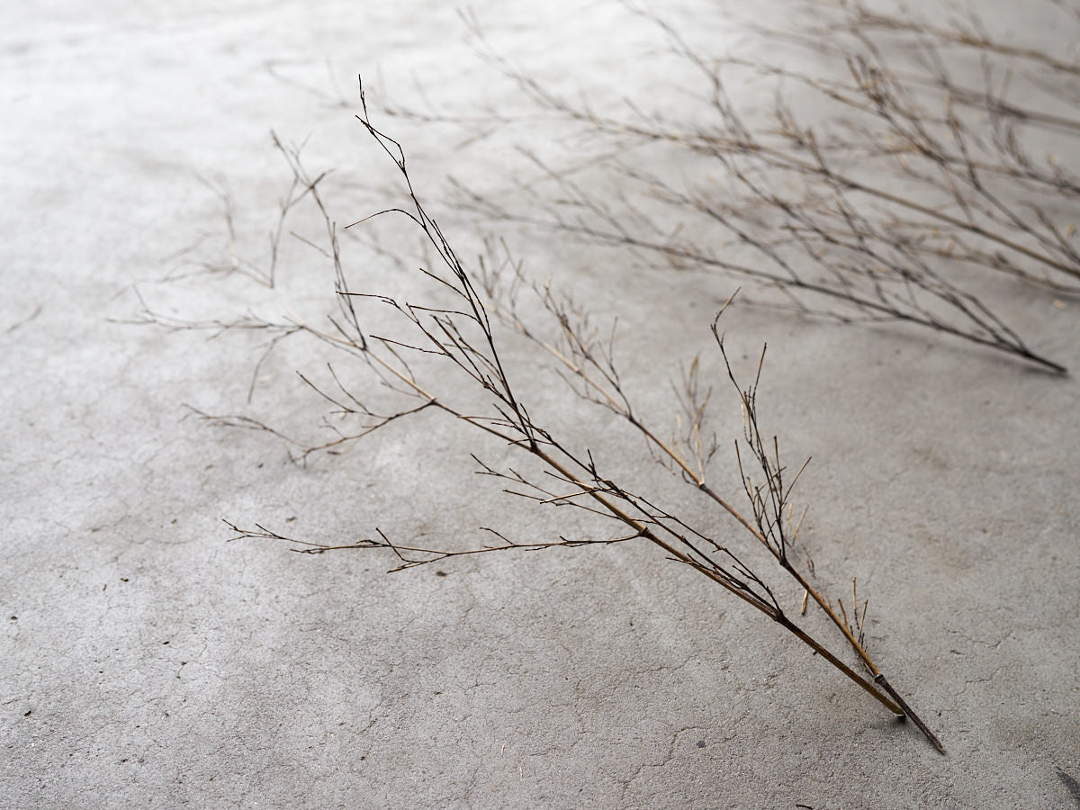 [Direct Shipping from Wakayama / Japan Only] Black Bamboo Branches – 1, 2, 3, 5, or 10 Pieces / Wakayama-JPN 211341