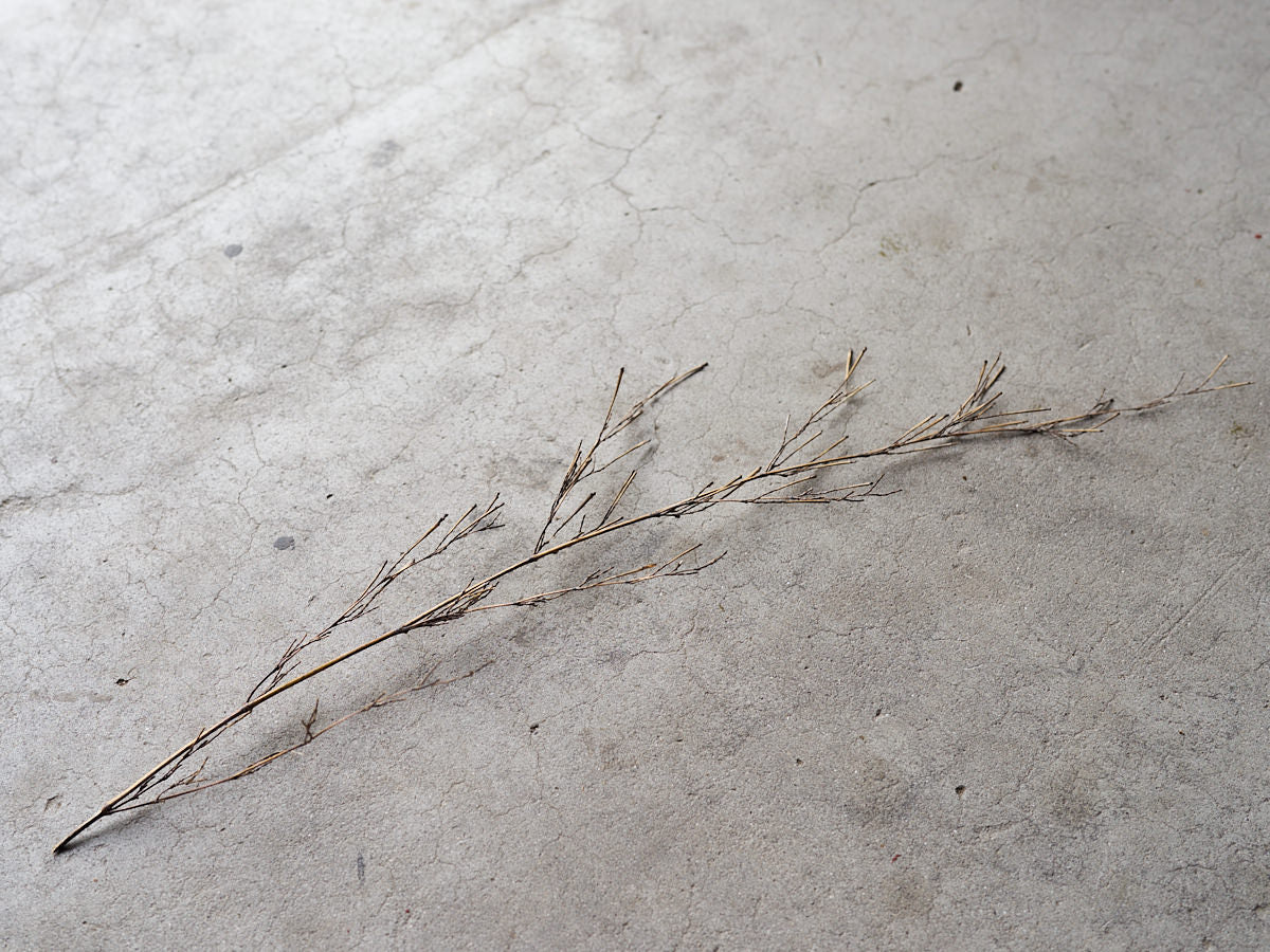 [Direct Shipping from Wakayama / Japan Only] Black Bamboo Branches – 1, 2, 3, 5, or 10 Pieces / Wakayama-JPN 211341