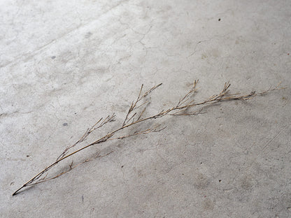 [Direct Shipping from Wakayama / Japan Only] Black Bamboo Branches – 1, 2, 3, 5, or 10 Pieces / Wakayama-JPN 211341