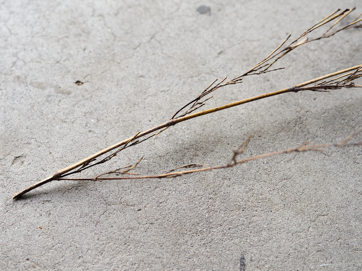 [Direct Shipping from Wakayama / Japan Only] Black Bamboo Branches – 1, 2, 3, 5, or 10 Pieces / Wakayama-JPN 211341