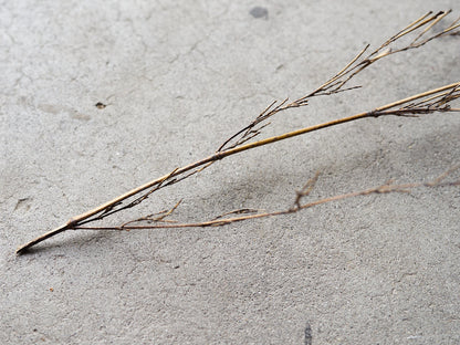 [Direct Shipping from Wakayama / Japan Only] Black Bamboo Branches – 1, 2, 3, 5, or 10 Pieces / Wakayama-JPN 211341