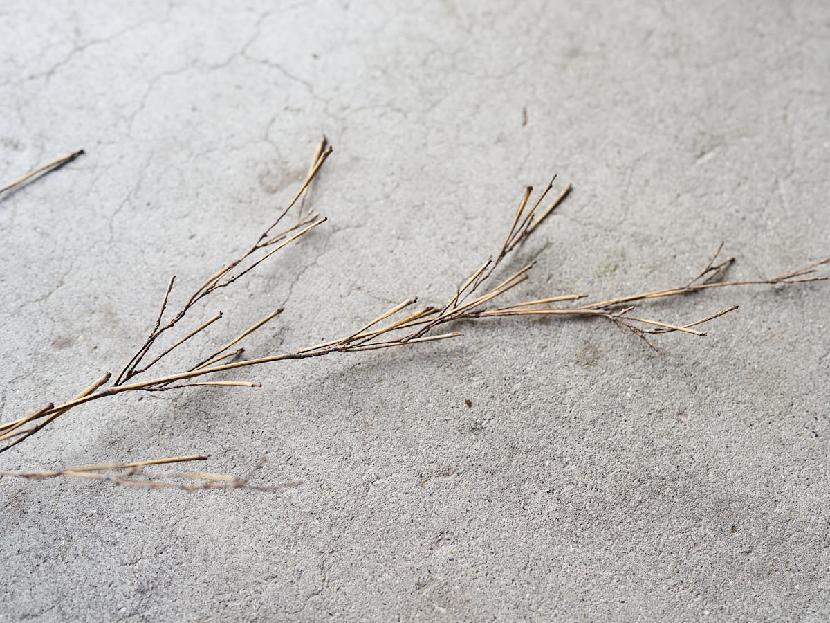 [Direct Shipping from Wakayama / Japan Only] Black Bamboo Branches – 1, 2, 3, 5, or 10 Pieces / Wakayama-JPN 211341