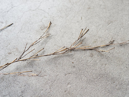 [Direct Shipping from Wakayama / Japan Only] Black Bamboo Branches – 1, 2, 3, 5, or 10 Pieces / Wakayama-JPN 211341