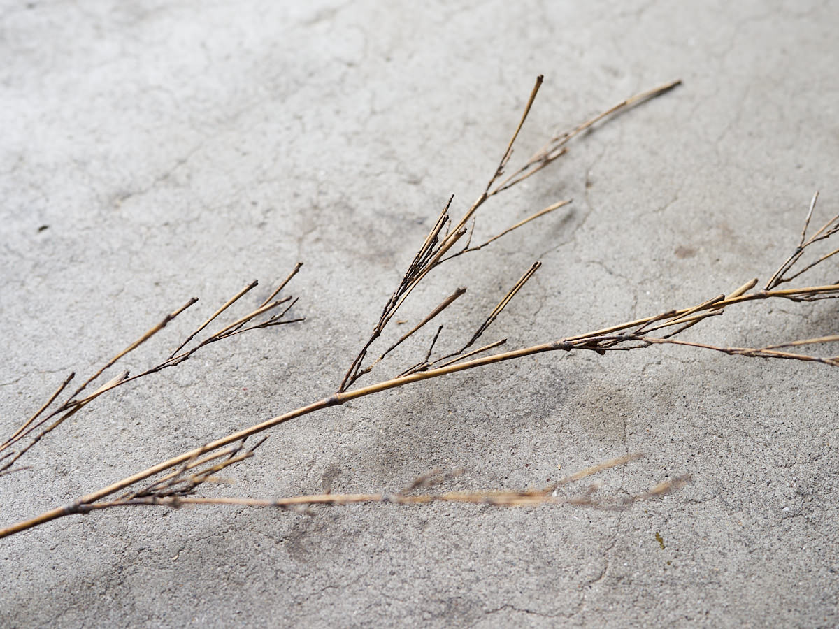 [Direct Shipping from Wakayama / Japan Only] Black Bamboo Branches – 1, 2, 3, 5, or 10 Pieces / Wakayama-JPN 211341
