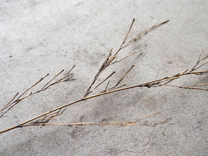 [Direct Shipping from Wakayama / Japan Only] Black Bamboo Branches – 1, 2, 3, 5, or 10 Pieces / Wakayama-JPN 211341