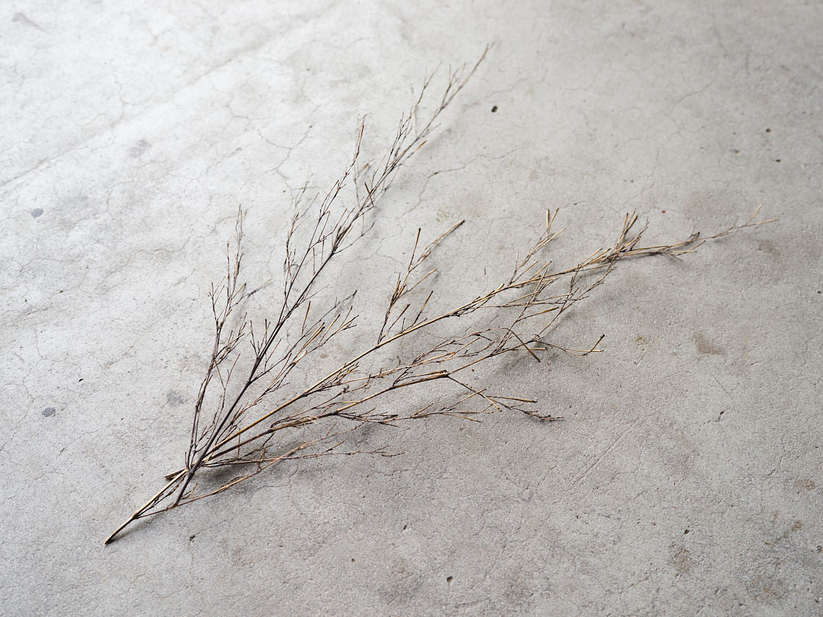 [Direct Shipping from Wakayama / Japan Only] Black Bamboo Branches – 1, 2, 3, 5, or 10 Pieces / Wakayama-JPN 211341