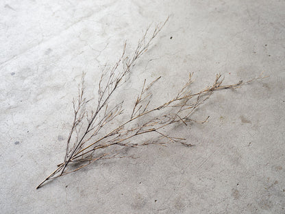 [Direct Shipping from Wakayama / Japan Only] Black Bamboo Branches – 1, 2, 3, 5, or 10 Pieces / Wakayama-JPN 211341