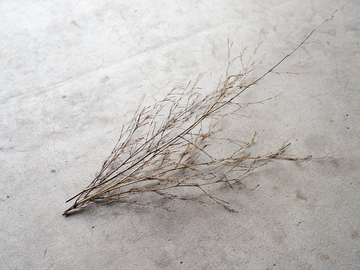 [Direct Shipping from Wakayama / Japan Only] Black Bamboo Branches – 1, 2, 3, 5, or 10 Pieces / Wakayama-JPN 211341