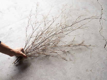 [Direct Shipping from Wakayama / Japan Only] Black Bamboo Branches – 1, 2, 3, 5, or 10 Pieces / Wakayama-JPN 211341