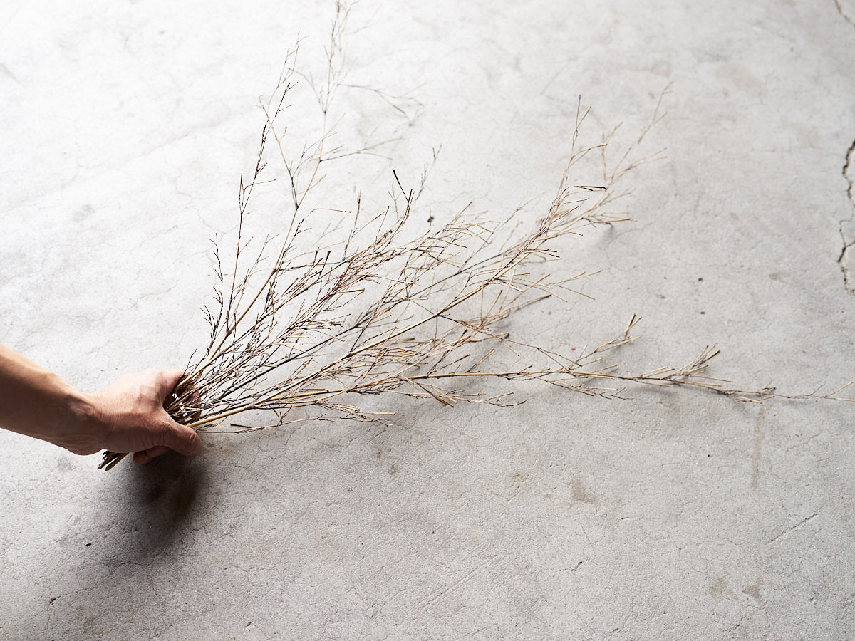 [Direct Shipping from Wakayama / Japan Only] Black Bamboo Branches – 1, 2, 3, 5, or 10 Pieces / Wakayama-JPN 211341