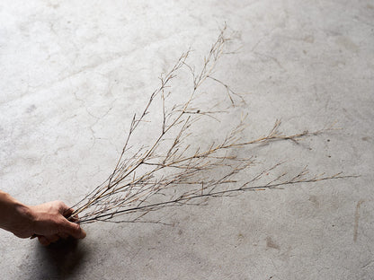 [Direct Shipping from Wakayama / Japan Only] Black Bamboo Branches – 1, 2, 3, 5, or 10 Pieces / Wakayama-JPN 211341