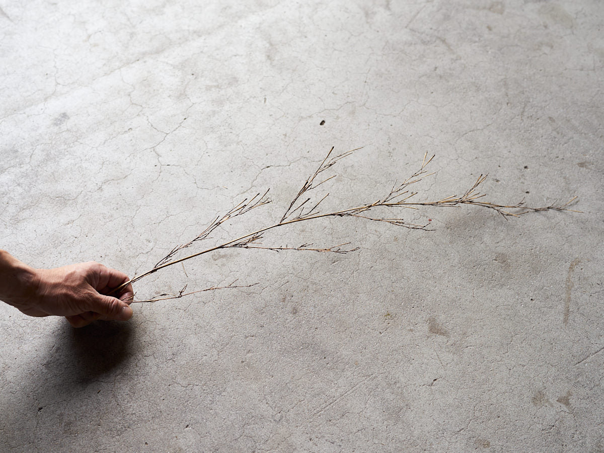 [Direct Shipping from Wakayama / Japan Only] Black Bamboo Branches – 1, 2, 3, 5, or 10 Pieces / Wakayama-JPN 211341