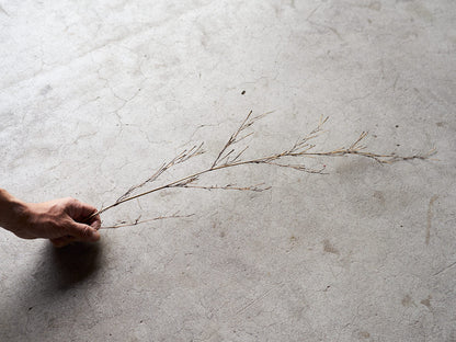 [Direct Shipping from Wakayama / Japan Only] Black Bamboo Branches – 1, 2, 3, 5, or 10 Pieces / Wakayama-JPN 211341